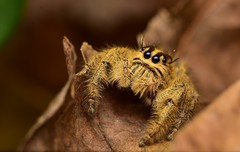 Hyllus diardi