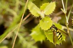 Chrysotoxum intermedium
