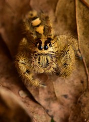 Hyllus diardi