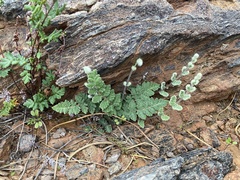 Cheilanthes lasiophylla
