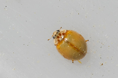 Adalia decempunctata