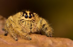 Hyllus diardi