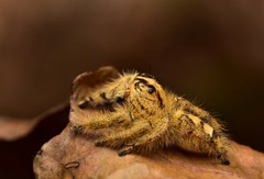 Hyllus diardi