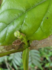 Cissus pteroclada