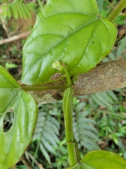 Cissus pteroclada
