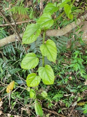 Cissus pteroclada
