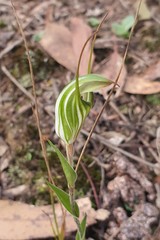 Pterostylis striata
