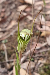 Pterostylis striata