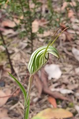 Pterostylis striata