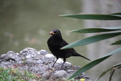Turdus merula