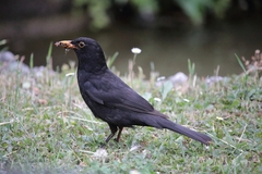Turdus merula