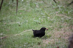 Turdus merula