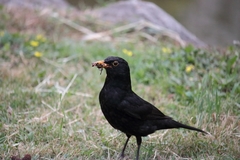 Turdus merula