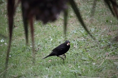 Turdus merula
