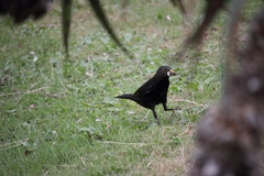 Turdus merula