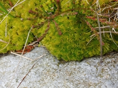 Sphagnum subnitens