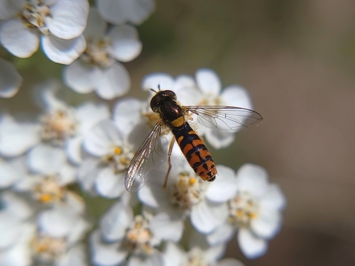 Violaceous Globetail photo 4