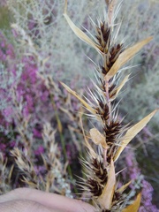 Askidiosperma nitidum