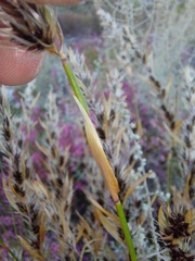 Askidiosperma nitidum