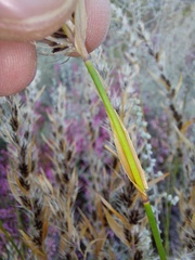 Askidiosperma nitidum