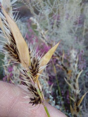 Askidiosperma nitidum