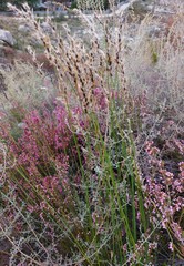 Askidiosperma nitidum