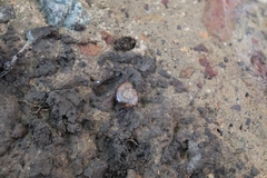 Austrorhytida capillacea