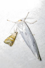 Coscinia chrysocephala