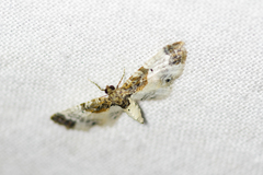 Eupithecia breviculata