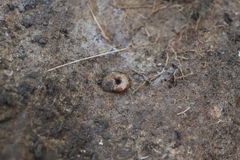 Austrorhytida capillacea