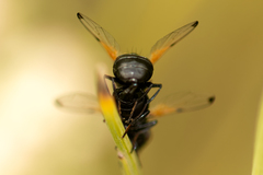 Ulidia apicalis