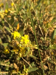 Helianthemum squamatum