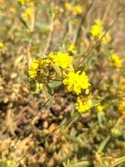 Helianthemum squamatum