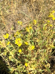Helianthemum squamatum