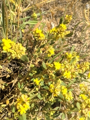 Helianthemum squamatum