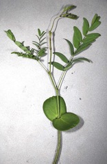 Erythrostemon gilliesii