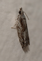 Holocola thalassinana