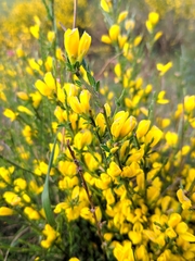 Genista ausetana