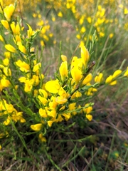 Genista ausetana