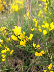 Genista ausetana