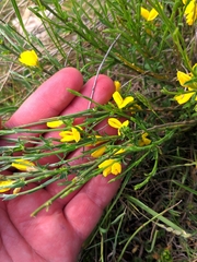 Genista ausetana