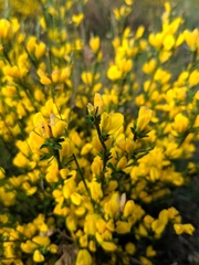 Genista ausetana