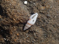 Guraleus pictus