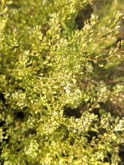 Lepidium subulatum
