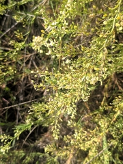 Lepidium subulatum