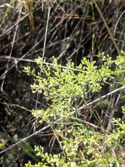 Lepidium subulatum