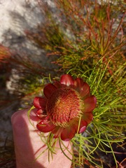 Protea pityphylla