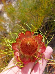 Protea pityphylla