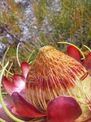Protea pityphylla