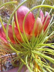 Protea pityphylla